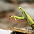 txH9bsII-WQ-channel-avatar-GrasshopperTheWinner