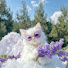 qkGSk5uhQWU-channel-avatar-Pravielle