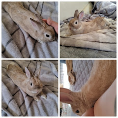 たっつんのホームトレーニング日記🐰😊第1形態。