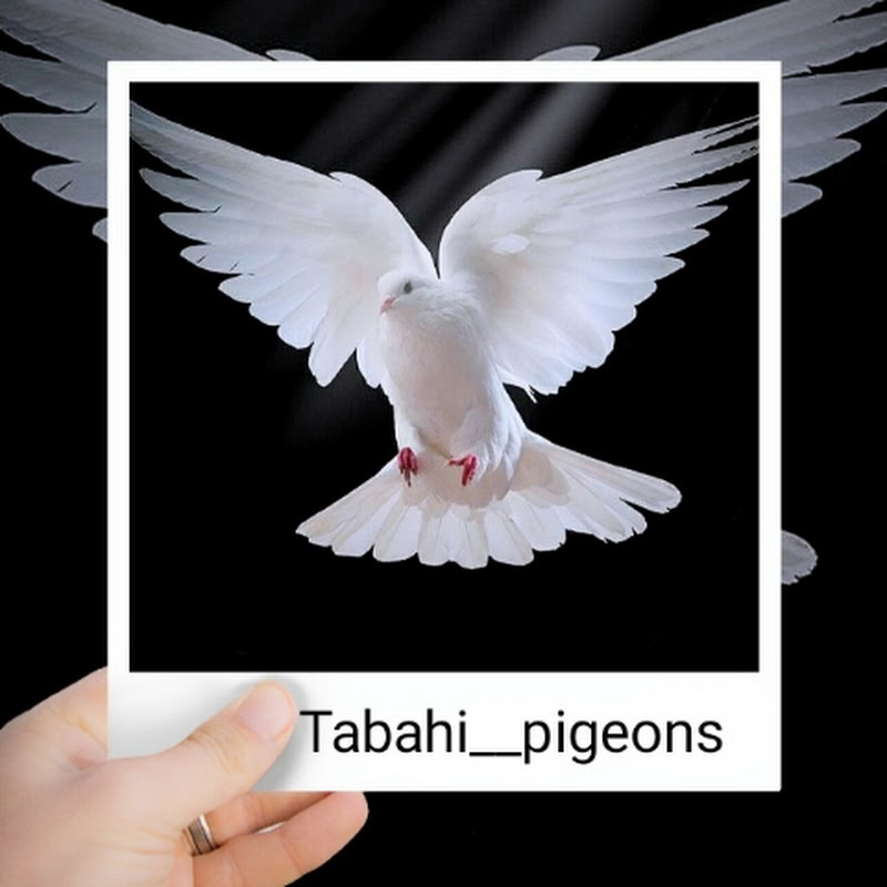 Hire Mini_pigeon_vloger — Pets & Animals YouTube creator for sponsorships