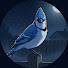 08i0kmYbyps-channel-avatar-The Yard Observer