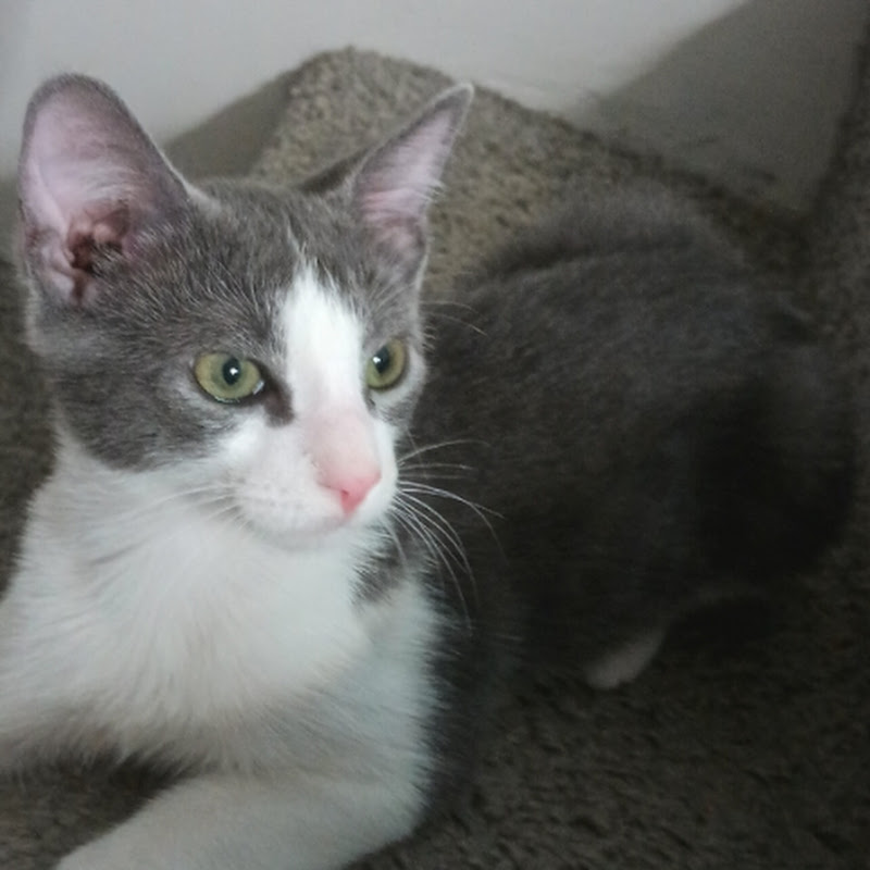 Trix (the cat)