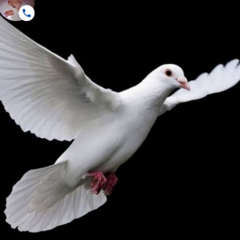 Hire Armaan loves Pigeon — Pets & Animals YouTube creator for sponsorships