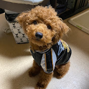 愛犬セロ君