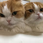【猫】つむりずの生活【ちゃんねる】【Cat】Life of Tsumu&Rizu【Channel】