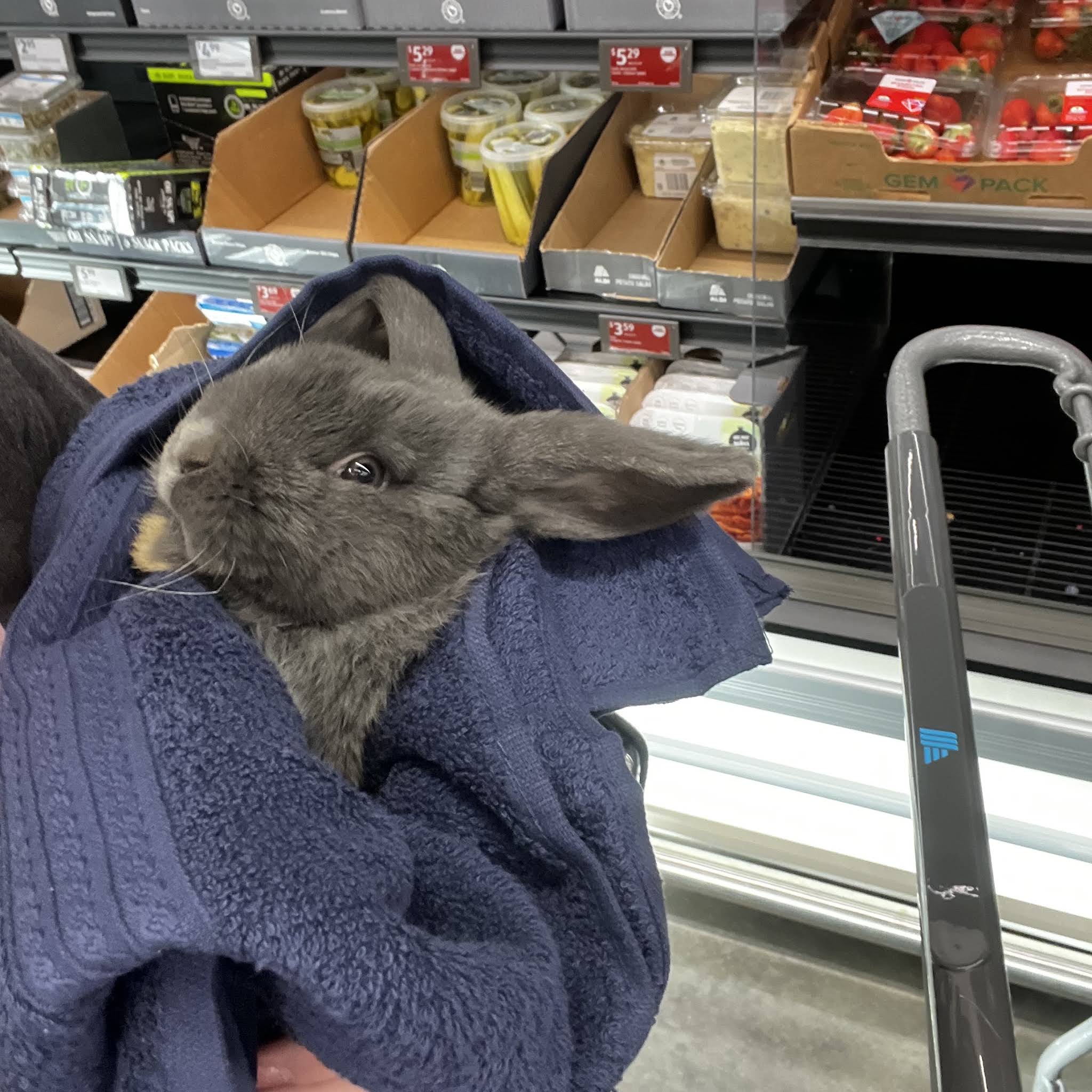 Post from Rylee’s Rabbits