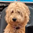 @sadiedog5071 Avatar