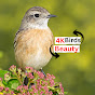 4K Birds Beauty logo