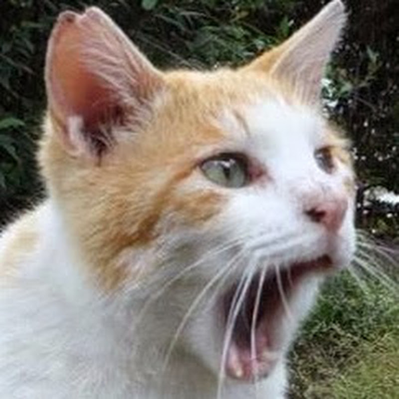 ねこかます nekokamasu