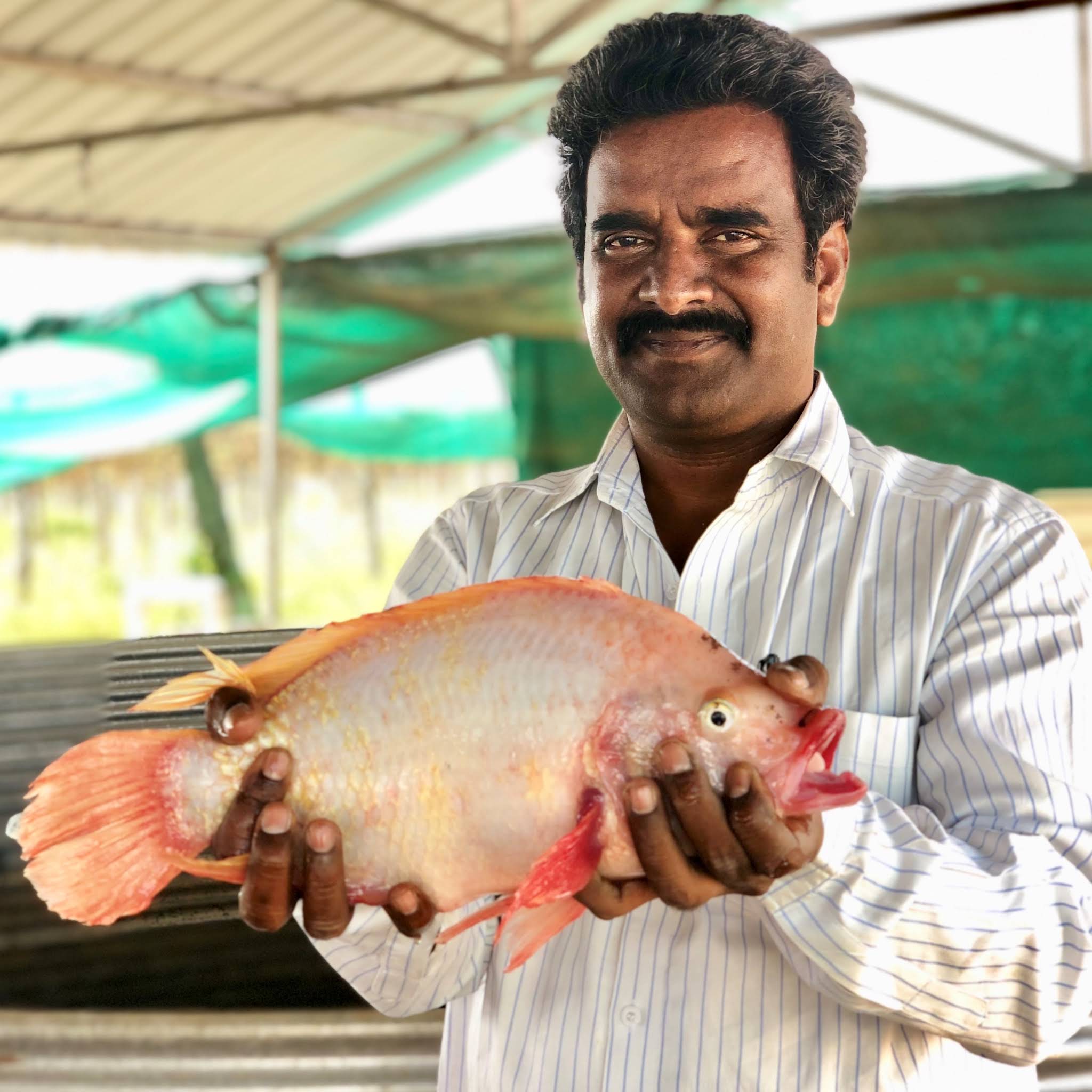 Post from Fish Farming (Ramu)