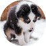 XoPpmEp9Xoc-channel-avatar-NoAnimalBehind
