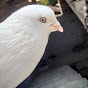 KABOOTAR LOVER Image Thumbnail