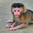JRSZ9MdNZD0-channel-avatar-INFO Monkeys