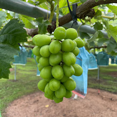 森山農園アイコン画像