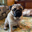 @martinpug2581