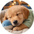 VrsgVL4x3xg-channel-avatar-Pet Calm Sleep