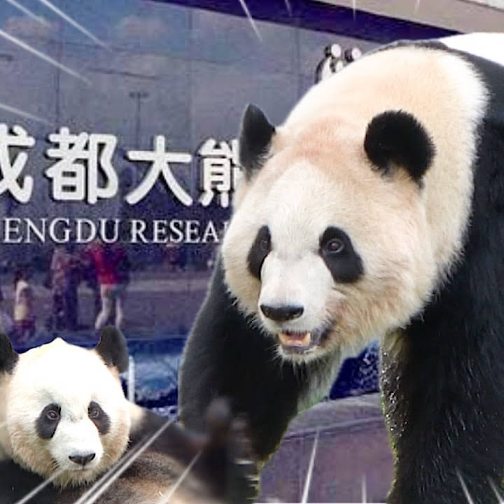 パンダdeぱんだ - YouTube