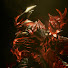 oNZ_CrmTHM0-channel-avatar-Infultrxte XL