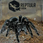 arachno_philia logo