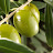 Semillas del olivo