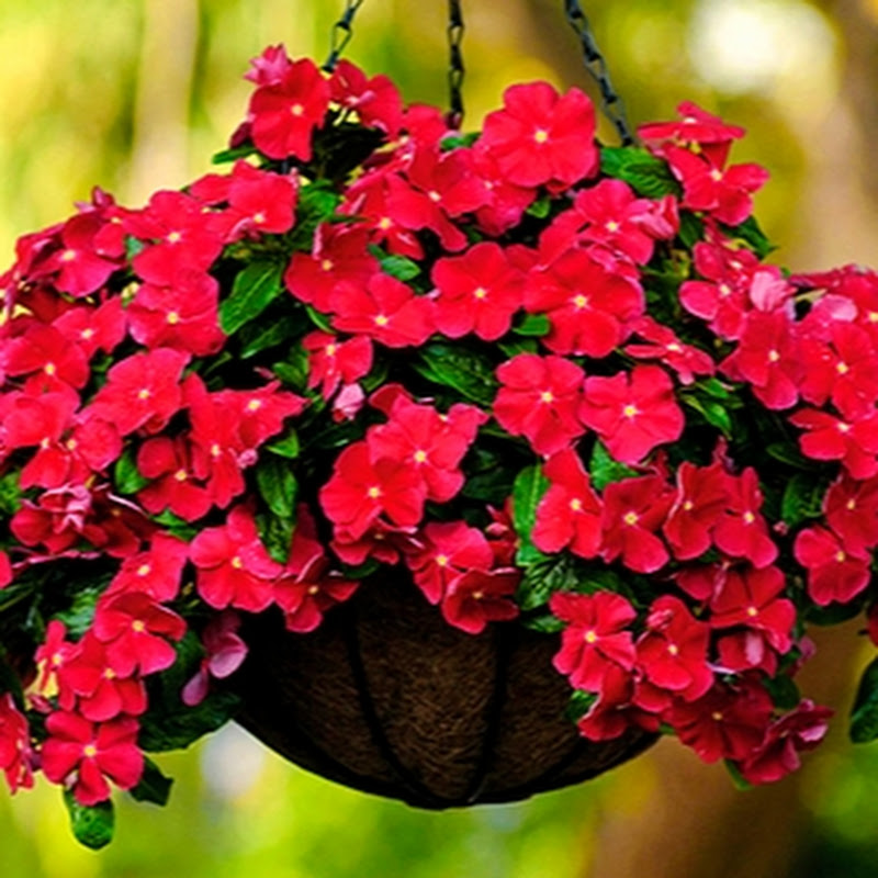 Цветочный кРай Logo