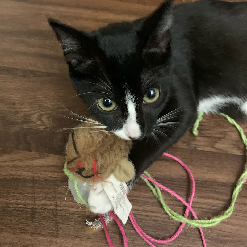 Joythecat