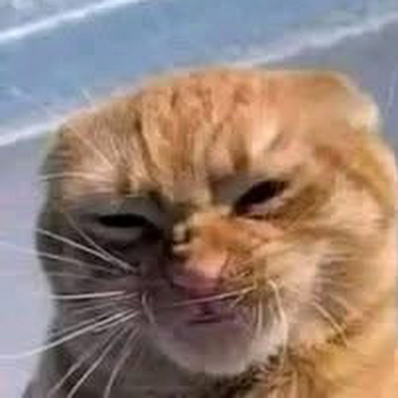 Funnyanimals