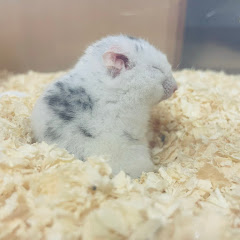 ぴえんまる