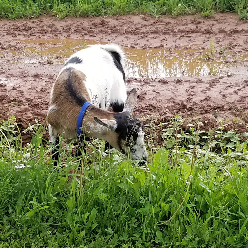the farmers wife