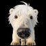 Qhip1YSldIA-channel-avatar-ItsMrPolargaming
