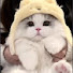 afxhHWPKUB0-channel-avatar-kucingviral