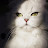 @MASOUMEH-w8b