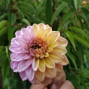 Decojardin Amy