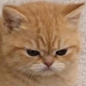 meow meow. (backup account)
