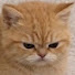 BldNfCDV3i4-channel-avatar-meow meow. (backup account) 