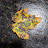 @Theworldisnotmyhome Avatar