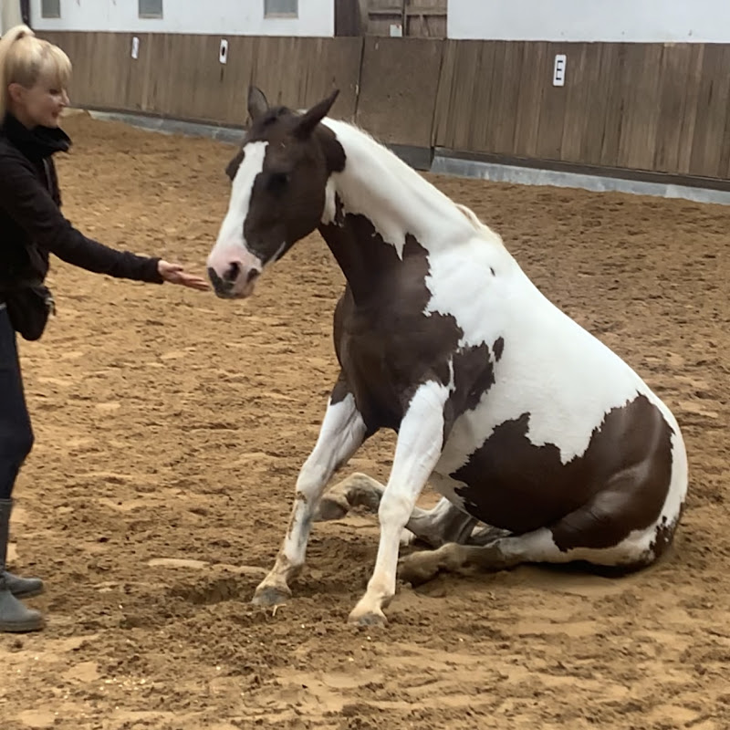 Bavaria Horse Training
