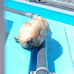 ぶらししこーら