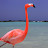 @flamingo2603