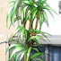 IHk9X5yThik-channel-avatar-the leaf from charley