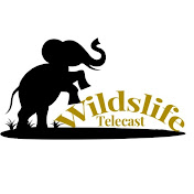 Wildlife Telecast