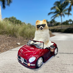 Koda the Fluff net worth