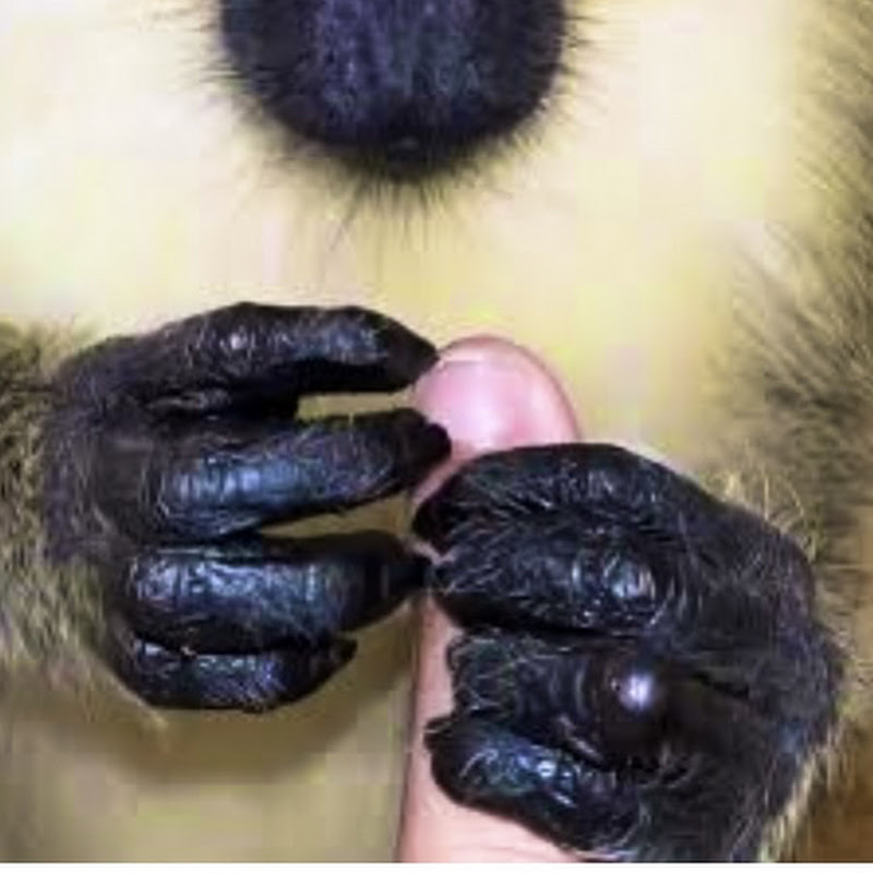 ASMR Monkey
