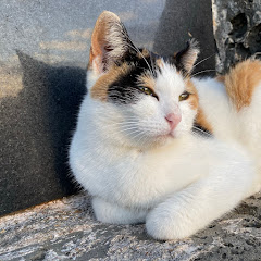 独身サラリーマンの日常