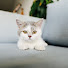 wgb7LbRfx3U-channel-avatar-もふもふねこ