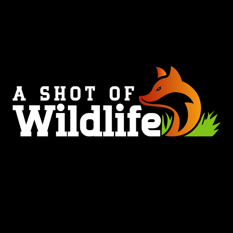 A Shot Of Wildlife