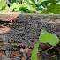 qyvN9DvpJLM-channel-avatar-decomposing_toes