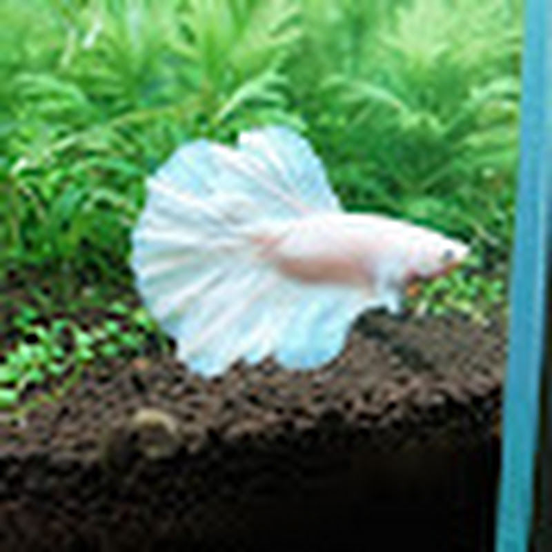 Hire aquarium life 78 — Aquarium & Fish Keeping YouTube creator for sponsorships