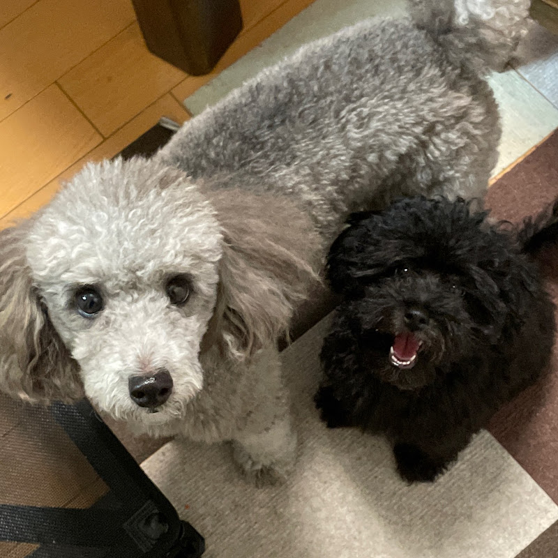 トイプードルのガロすみ