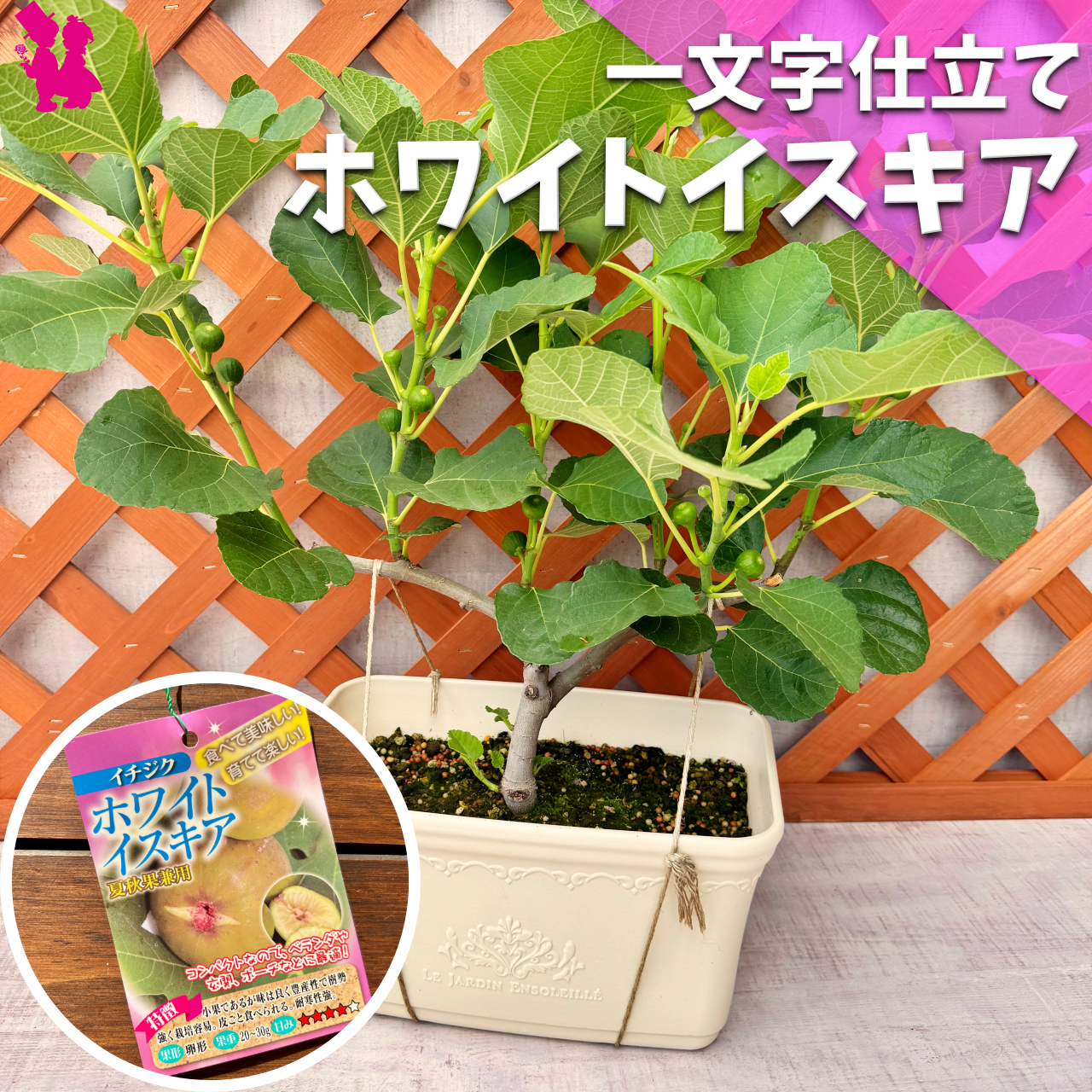 確認用　イチジク　ブルーベリー　バラ YouTube